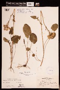 Packera pseudaurea var. semicordata image