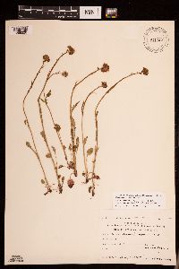 Packera pseudaurea var. semicordata image