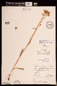 Packera pseudaurea var. semicordata image