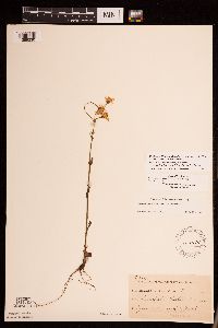 Packera pseudaurea var. semicordata image