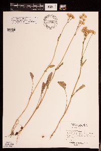 Packera pseudaurea var. semicordata image