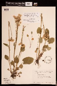 Packera pseudaurea var. semicordata image