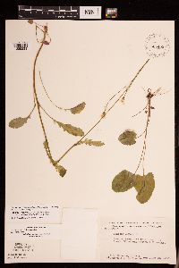 Packera pseudaurea var. semicordata image