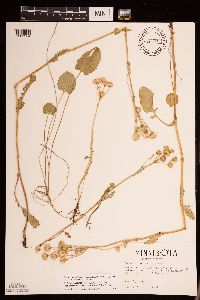 Packera pseudaurea var. semicordata image