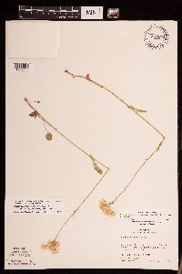 Packera pseudaurea var. semicordata image