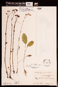 Packera pseudaurea var. semicordata image