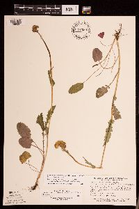 Packera pseudaurea var. semicordata image