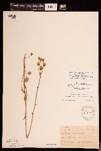 Packera pseudaurea var. semicordata image