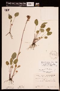 Packera pseudaurea var. semicordata image