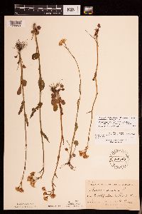 Packera pseudaurea var. semicordata image