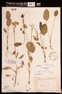 Packera pseudaurea var. semicordata image