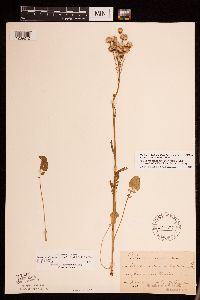 Packera pseudaurea var. semicordata image