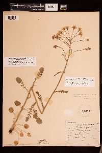 Packera pseudaurea var. semicordata image