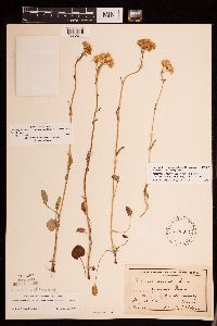 Packera pseudaurea var. semicordata image