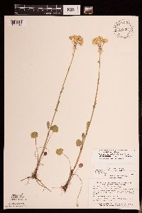 Packera pseudaurea var. semicordata image