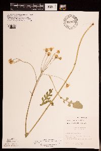 Packera pseudaurea var. semicordata image