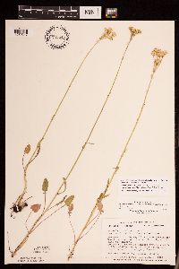 Packera pseudaurea var. semicordata image