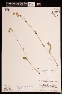 Packera pseudaurea var. semicordata image