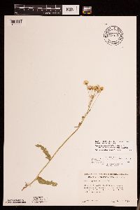 Packera pseudaurea var. semicordata image