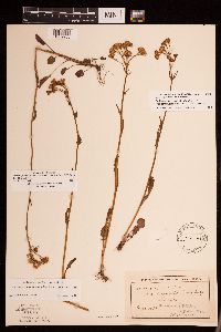 Packera pseudaurea var. semicordata image