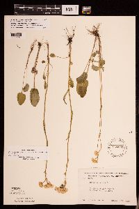 Packera pseudaurea var. semicordata image