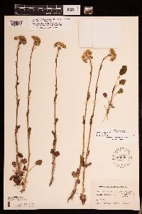 Packera pseudaurea var. semicordata image