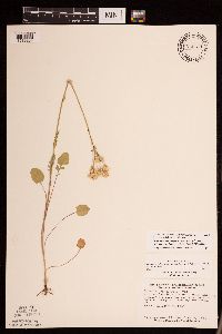 Packera pseudaurea var. semicordata image