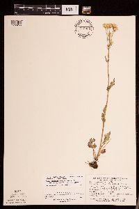 Packera pseudaurea var. semicordata image