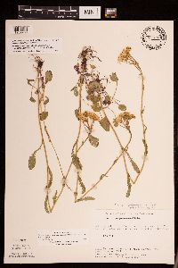 Packera pseudaurea var. semicordata image