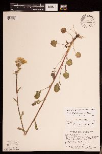 Packera pseudaurea var. semicordata image