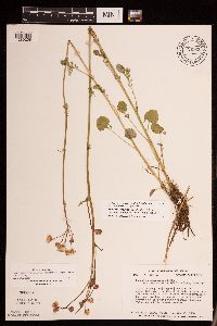 Packera pseudaurea var. semicordata image
