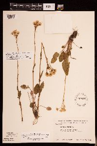 Packera pseudaurea var. semicordata image