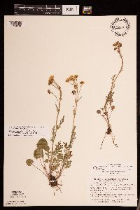 Packera pseudaurea var. semicordata image