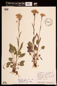 Packera pseudaurea var. semicordata image