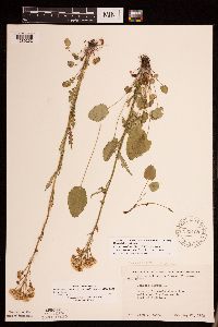 Packera pseudaurea var. semicordata image