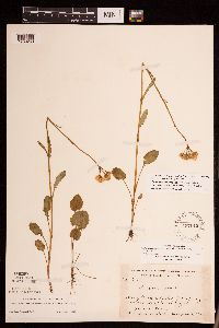 Packera pseudaurea var. semicordata image