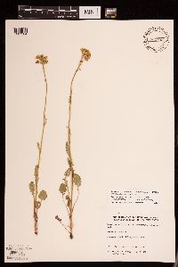 Packera pseudaurea var. semicordata image