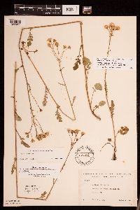 Packera pseudaurea var. semicordata image