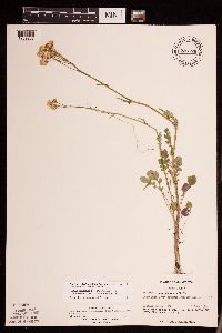 Packera pseudaurea var. semicordata image