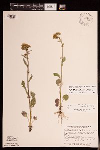 Packera pseudaurea var. semicordata image