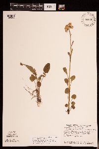 Packera pseudaurea var. semicordata image