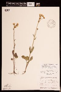 Packera pseudaurea var. semicordata image