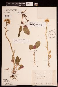 Packera pseudaurea var. semicordata image