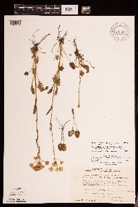 Packera pseudaurea var. semicordata image