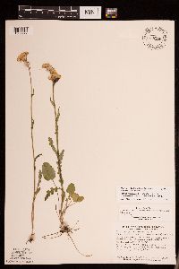 Packera pseudaurea var. semicordata image