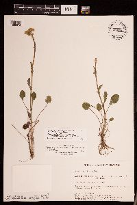 Packera pseudaurea var. semicordata image