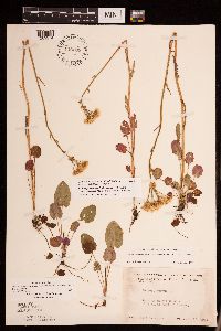 Packera pseudaurea var. semicordata image