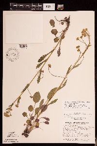 Packera pseudaurea var. semicordata image