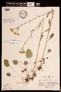 Packera pseudaurea var. semicordata image