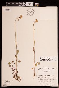 Packera pseudaurea var. semicordata image